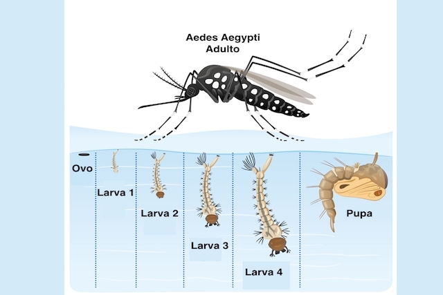 ciclo-de-vida-do-aedes-aegypti_20145_l